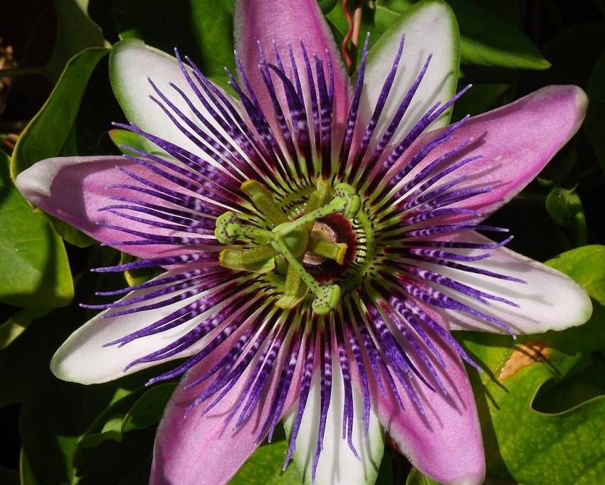 Страстоцвет пассифлора домашняя уход и виды | flowery-blog