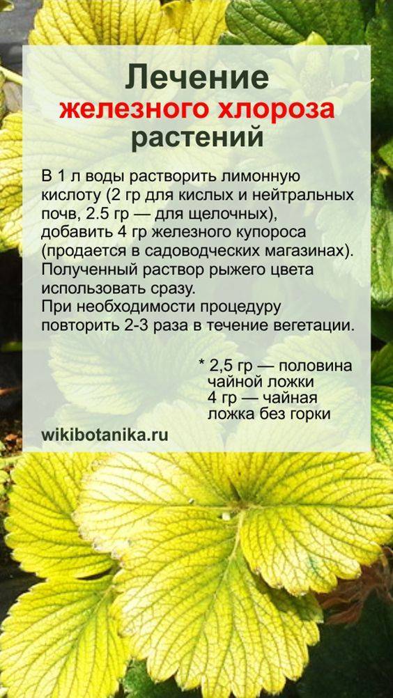 Хлороз растений: причины, лечение, препараты, симптомы
