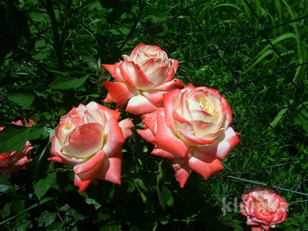 Роза императрица фарах: история появление, описание розы императрица фарах