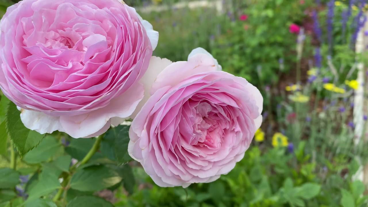 О розе чарльз дарвин (charles darwin ): описание сорта роз остина