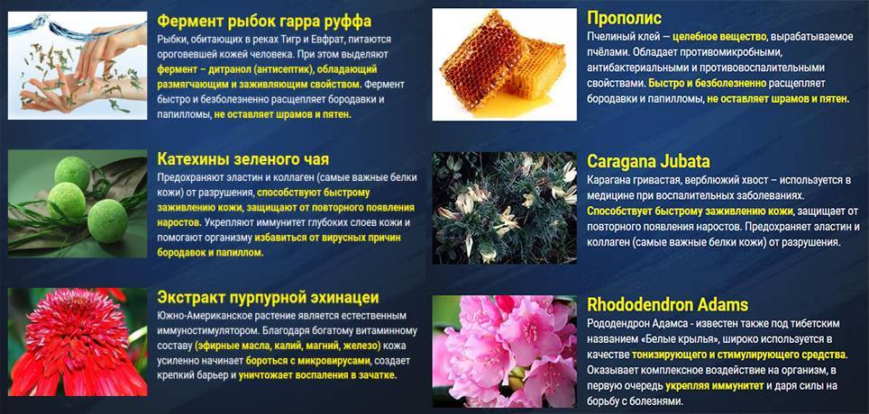 Рододендрон адамса — полезные свойства, применение в народной медицине, противопоказания