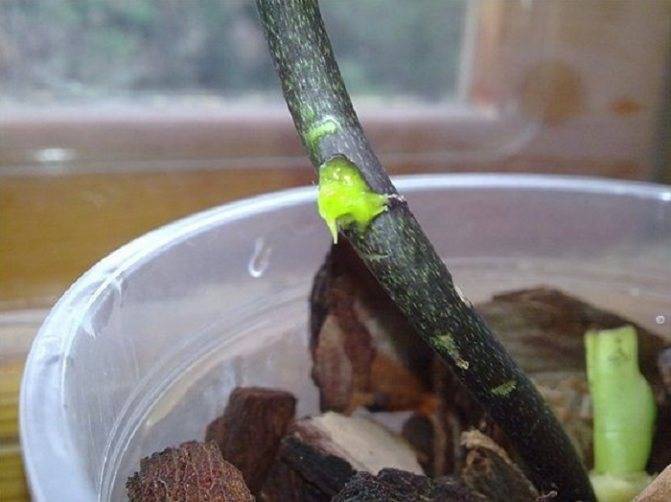 Цитокининовая паста для орхидей: применение, отзывы, как пользоваться