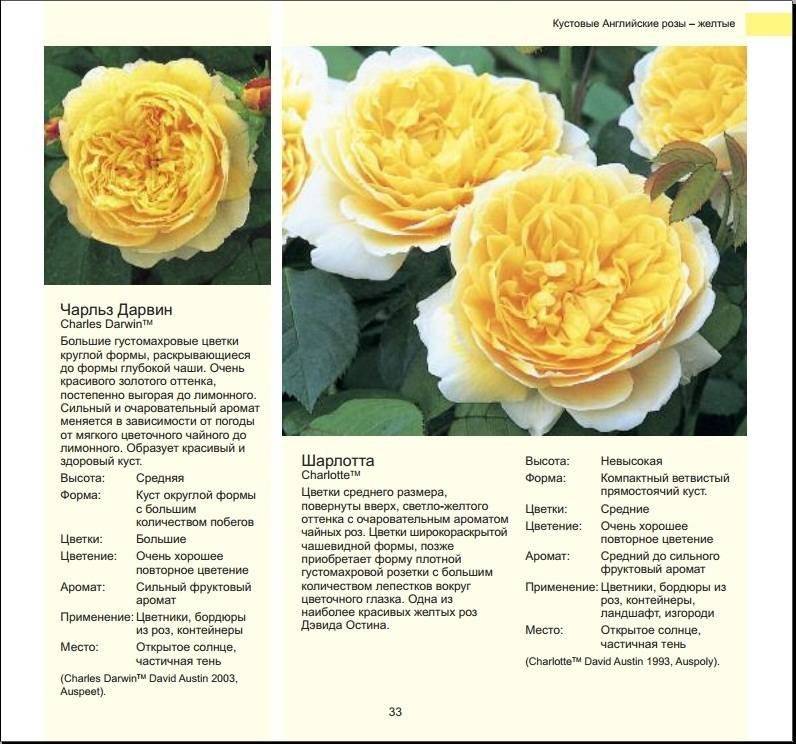 Английские парковые розы (сорта, отзывы, описание, уход, фото)