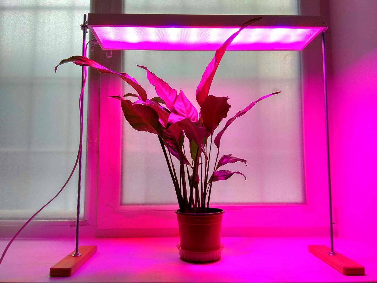 Освещение для комнатных растений: установка и использование ламп, виды фитоламп, недостаток или избыток света | клуб цветоводов