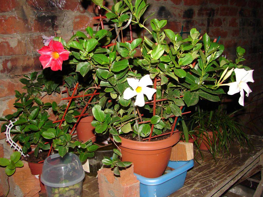 Мандевилла - уход в домашних условиях, фото цветка