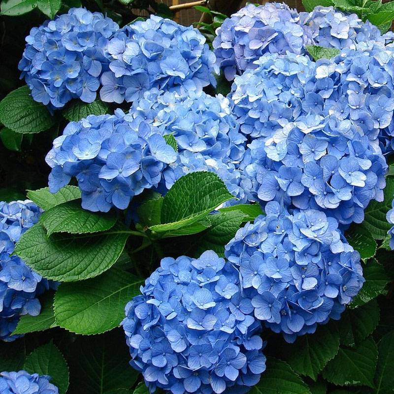 Цветы гортензии: виды и сорта для российских садов, розовая, белая, голубая, синяя