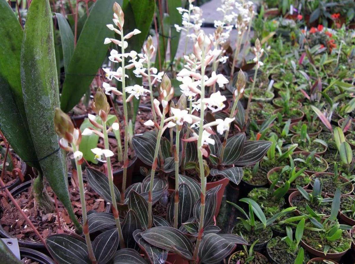 Как выращивать драгоценную орхидею