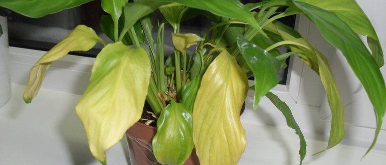 Спатифиллум — почему желтеют листья, что делать и как лечить растение дома