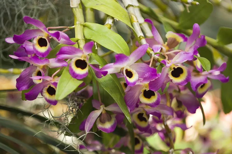 Дендробиум нобиле: проверенный способ размножения орхидеи