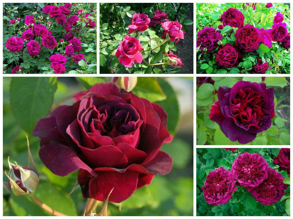 Роза черный принц энциклопедия роз