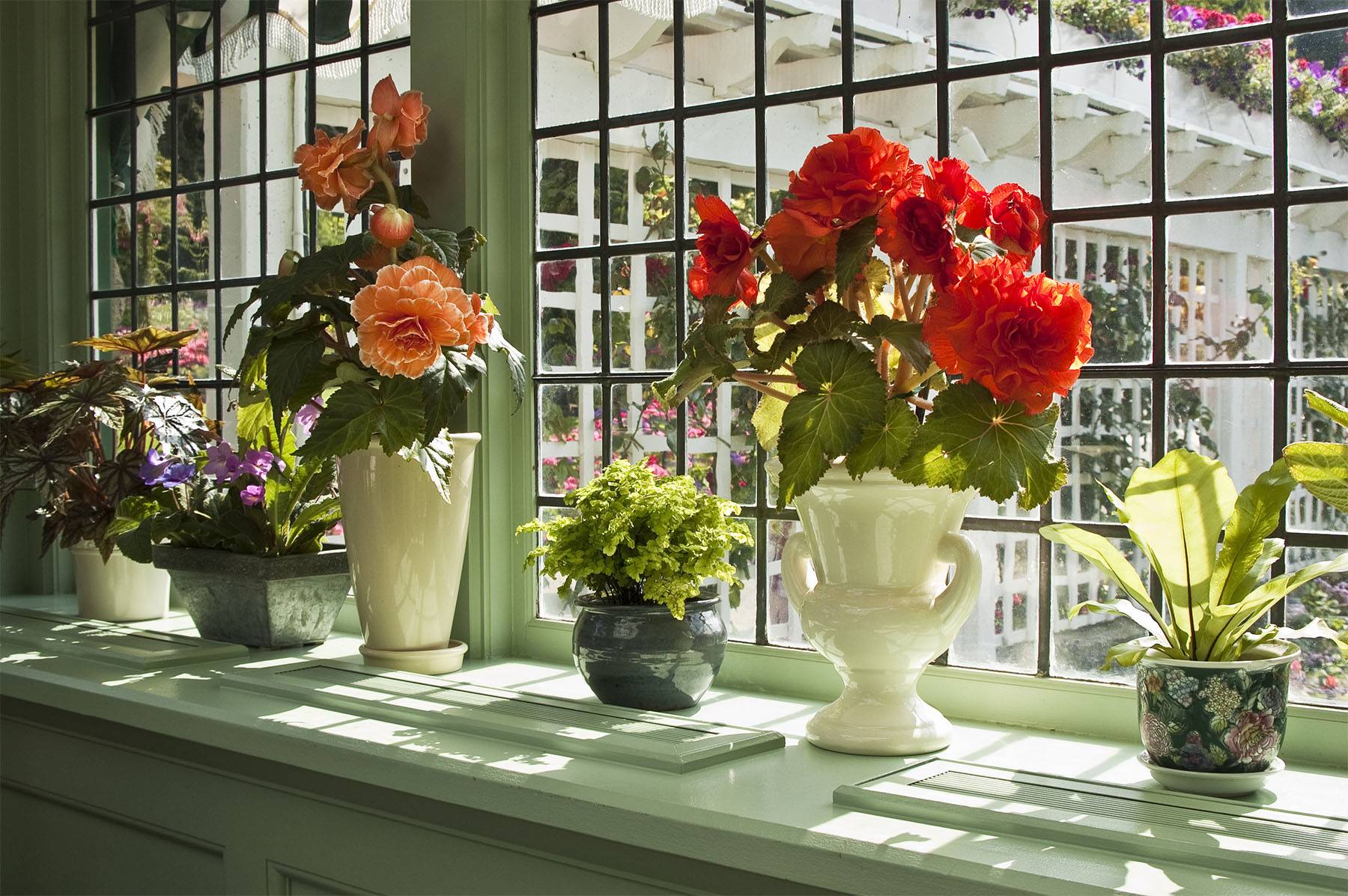 5 лучших цветущих комнатных растений для северных окон. уход в домашних услових. фото — ботаничка