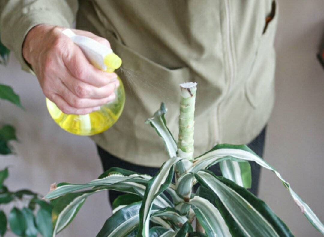 Растение сансевиерия: размножение и уход в домашних условиях