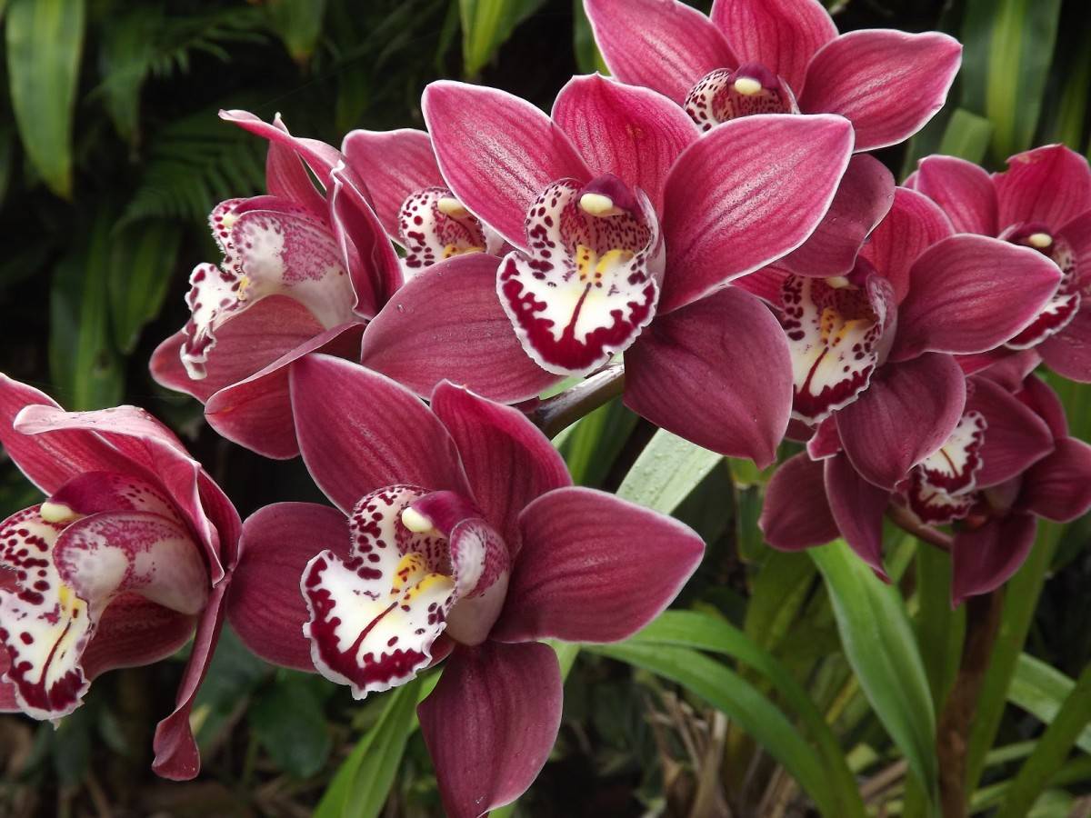 Семейство орхидей: сколько бывает разновидностей? алфавитный каталог фото и названий
