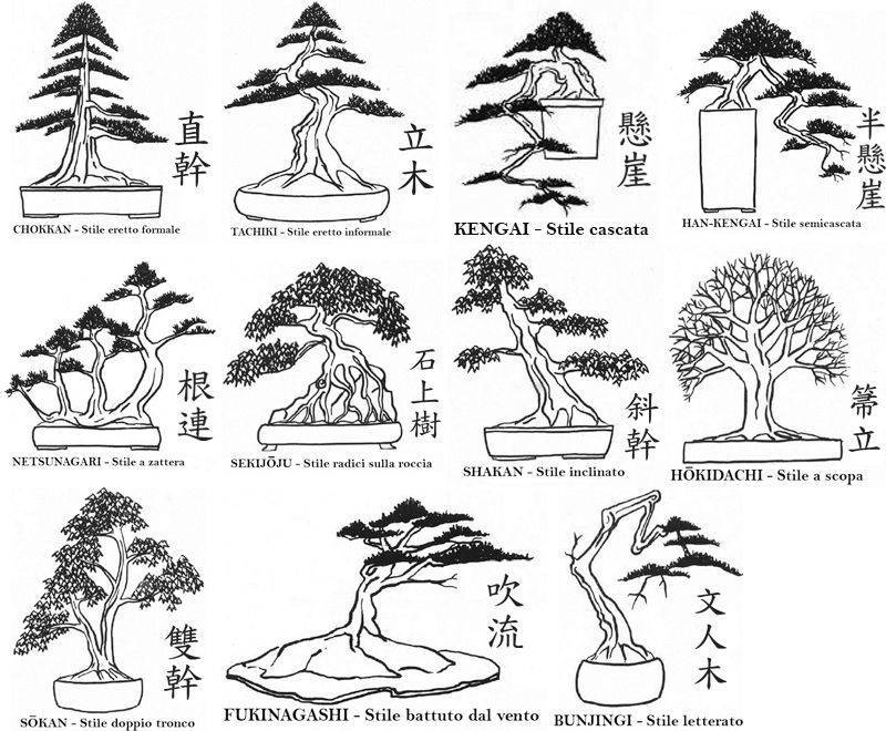 Бонсай клен — выращивание дерева из семян в домашних условиях