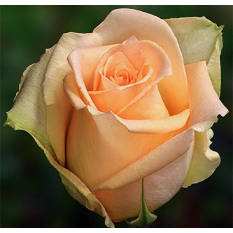 Роза версилия: описание и фото, особенности цветения этого сорта, правила ухода и размножения, применение в ландшафтном дизайнедача эксперт