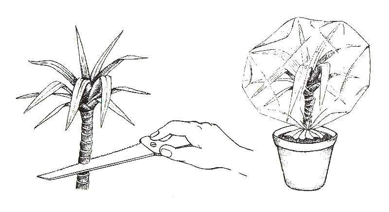 Филодендрон - уход за комнатным растением