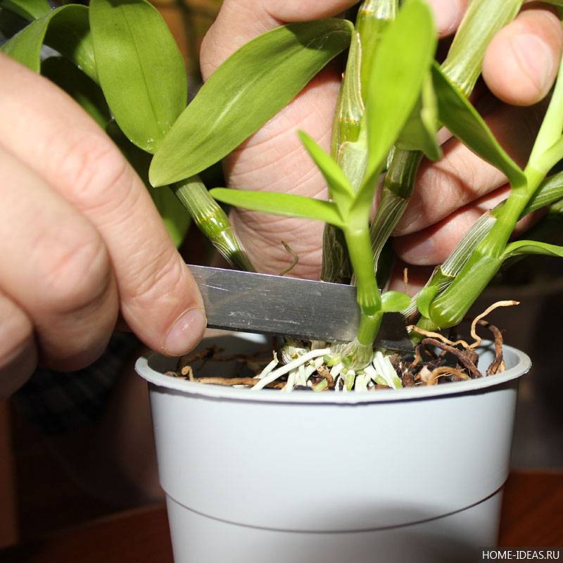 Особенности размножения орхидей при помощи корней в домашних условиях и дальнейший уход за растением