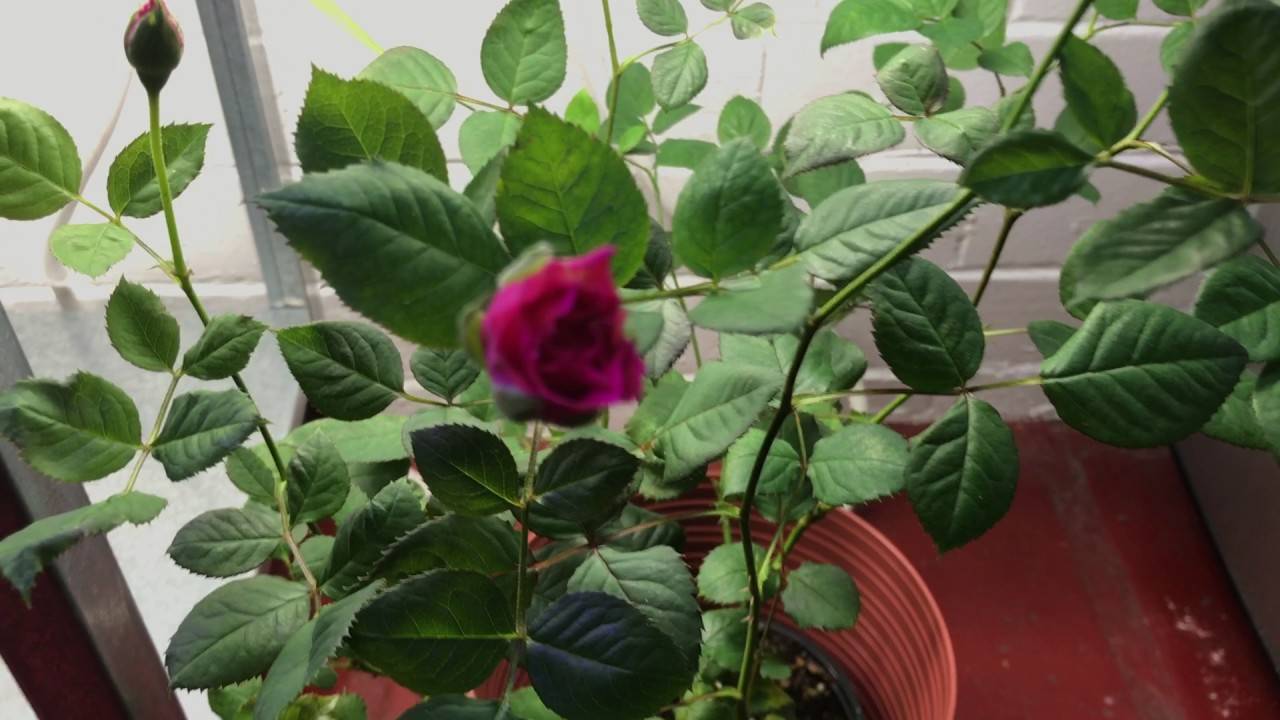 Как правильно обрезать комнатную розу? | комнатные цветы и уход за ними