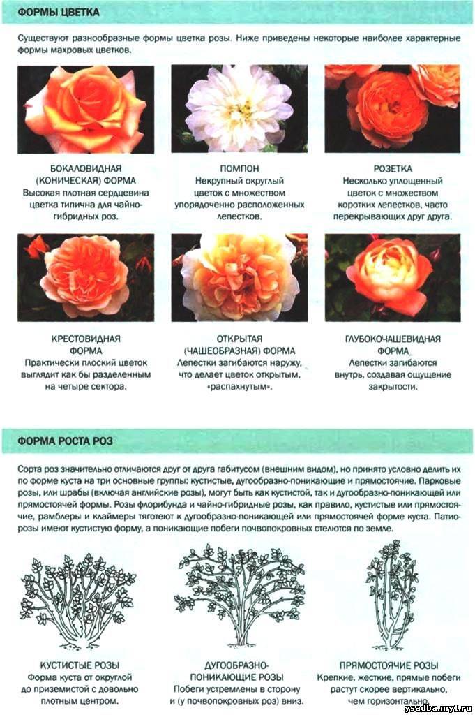 Роза аква: фото и описание чайно-гибридного сорта, отзывы садоводов и правила выращивания в саду