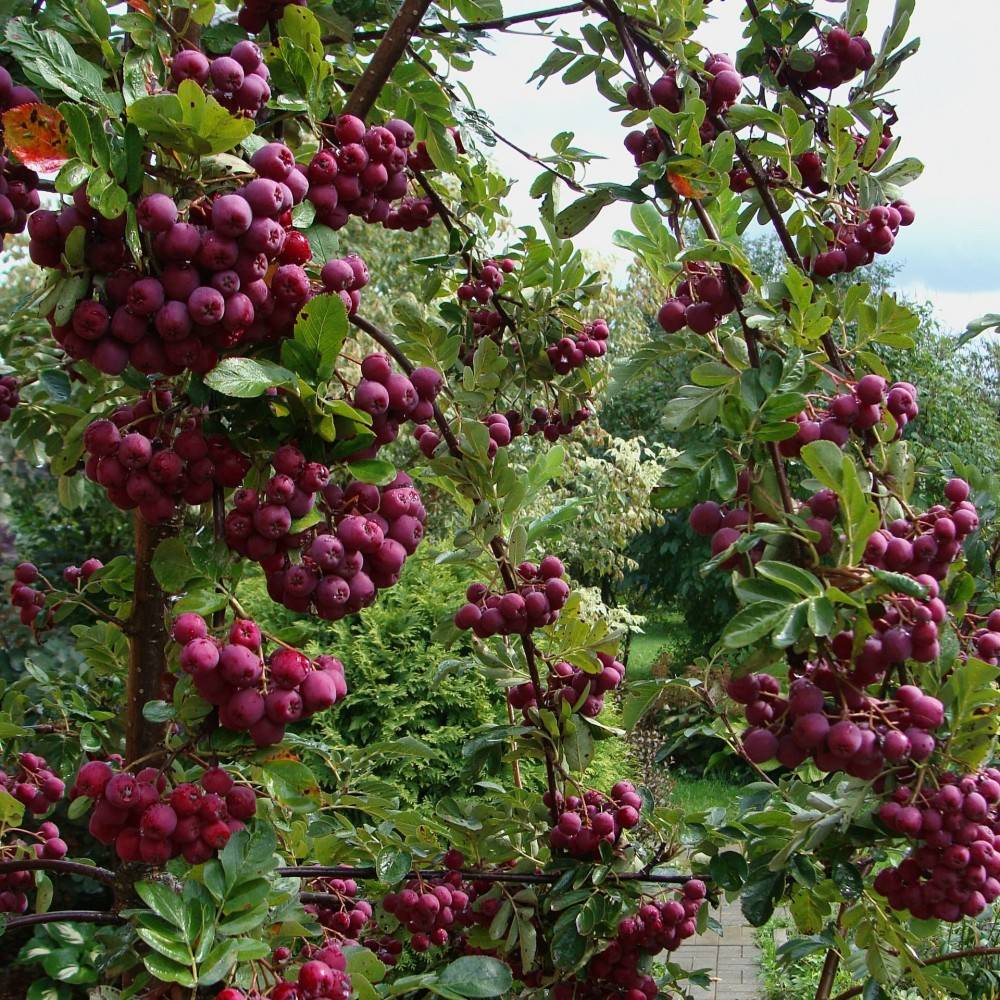 Колоновидный сад, или как на одной сотке выращивать 20 плодовых деревьев? преимущества и недостатки, уход, сорта, фото — ботаничка.ru