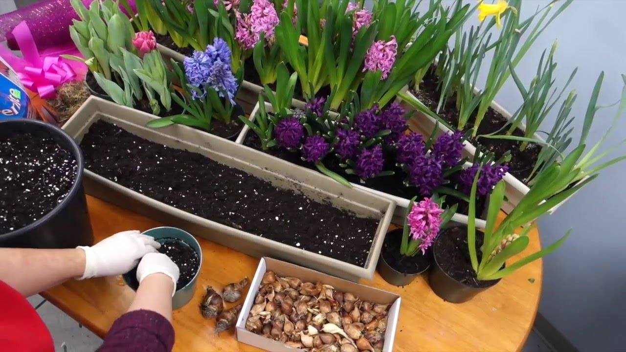 Выгонка луковичных к праздникам: тюльпаны, гиацинты, крокусы