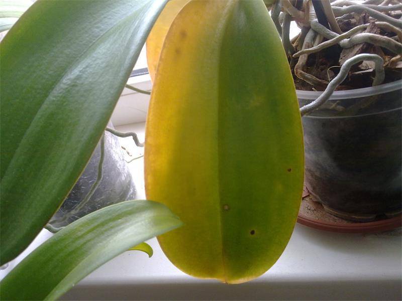 Почему желтеют листья у орхидеи - что делать