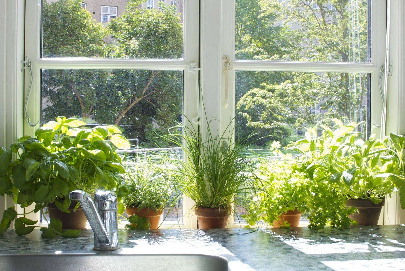растения солнечного окна