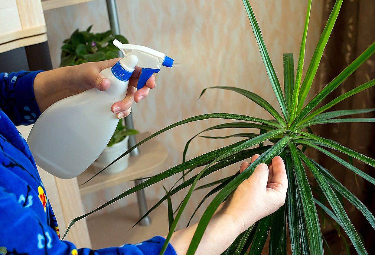 Удобрения для комнатных растений: 6 правил применения