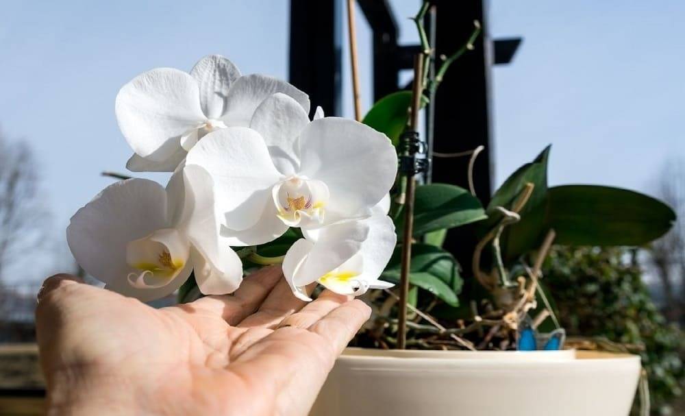 9 основных правил по уходу за орхидеями в домашних условиях