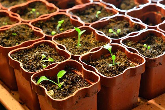 Как вырастить лаванду из семян: пошаговая инструкция по посадке в домашних условиях