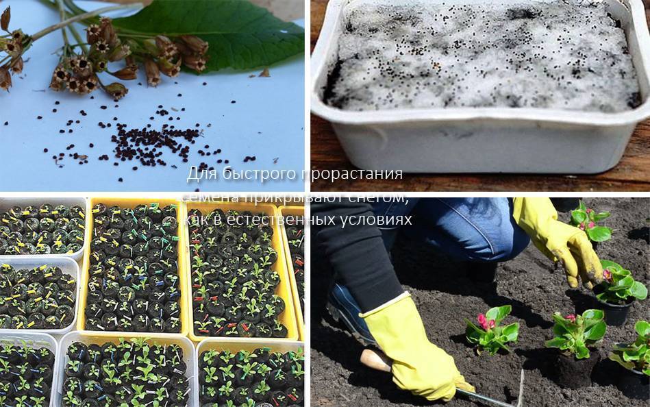 Выращивание примулы из семян в домашних условиях: когда садить в 2022, советы, видео |