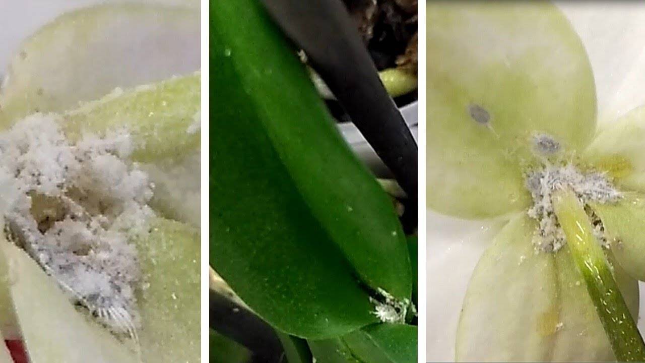 Как избавиться от мучнистого червеца на орхидее – эффективные средства и способы