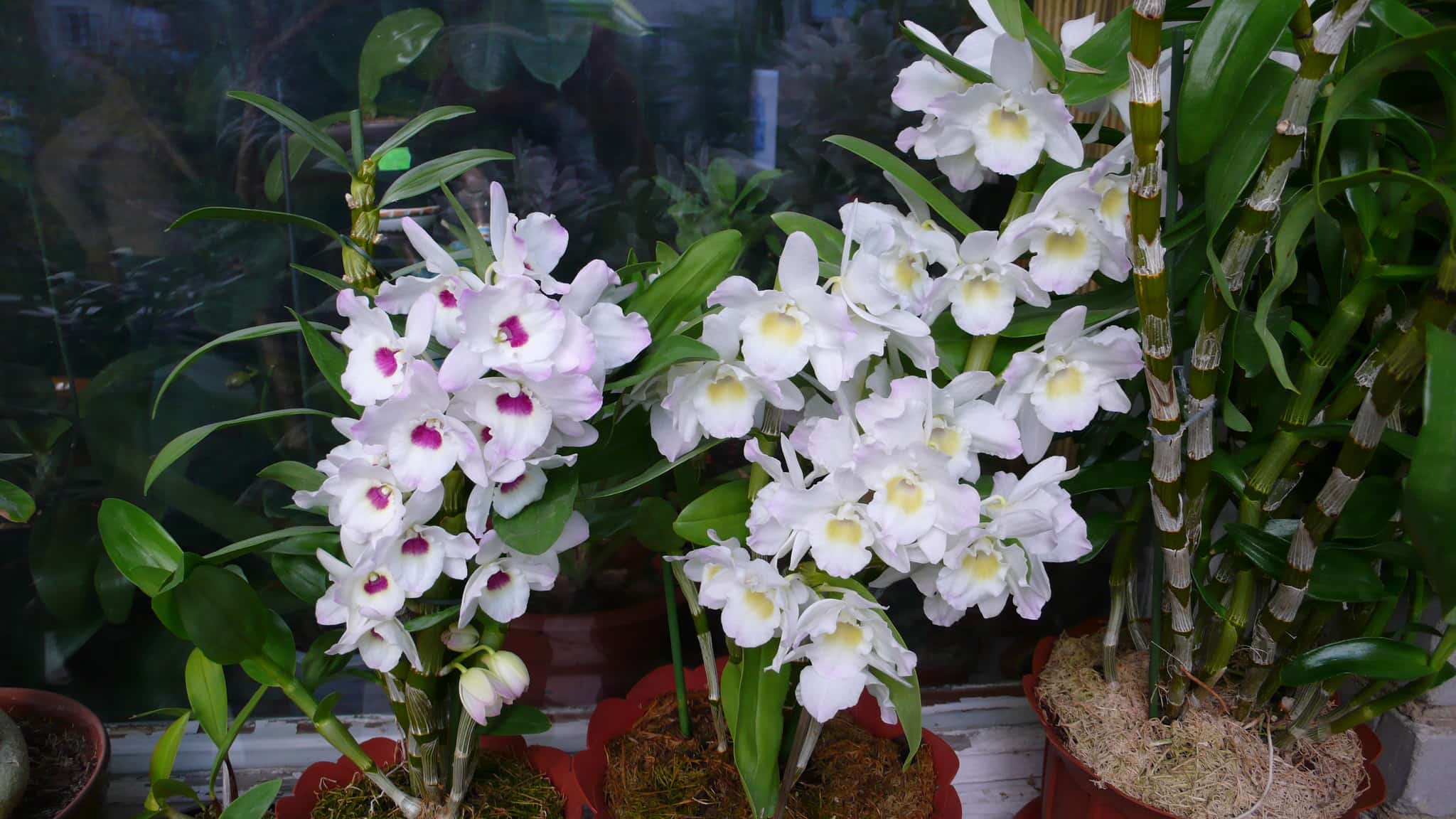 Качественный уход за орхидеей дендробиум после цветения в домашних условиях