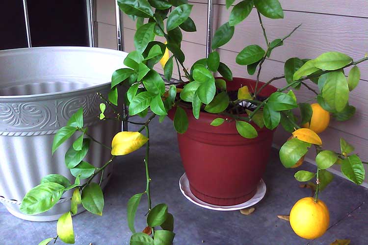 Лимонник китайский: выращивание и уход в домашних условиях
