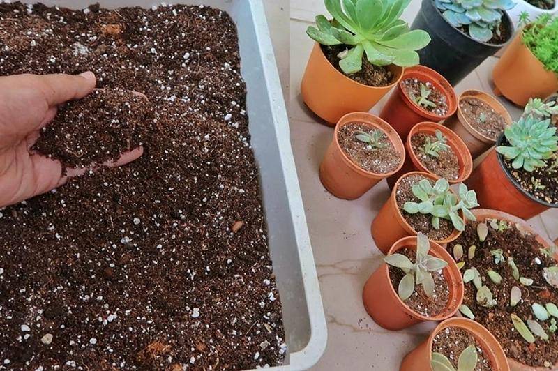 Грунт для кактусов: основные требования к почве и варианты в домашних условиях