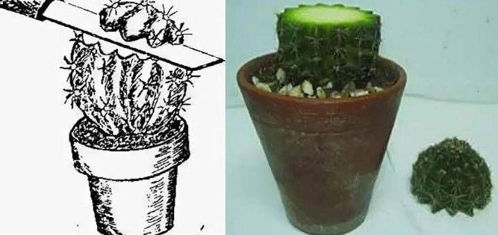 Как посадить кактус без корней - 5 простых шагов