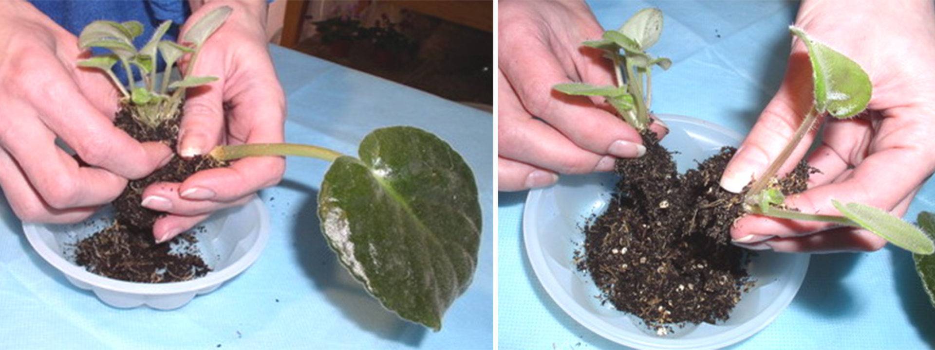 Размножение фиалки листовым черенком: укоренение и посадка