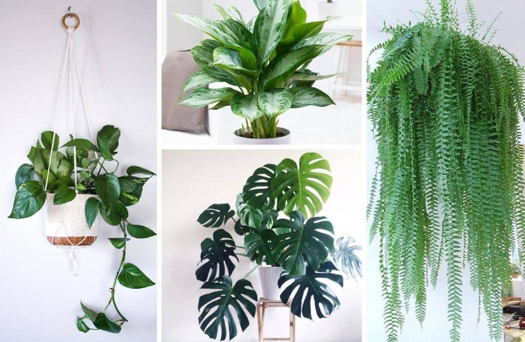 Как выбрать домой растения, очищающие воздух?