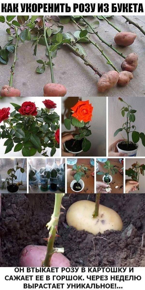 Как вырастить розу из черенка или вторая жизнь букета.