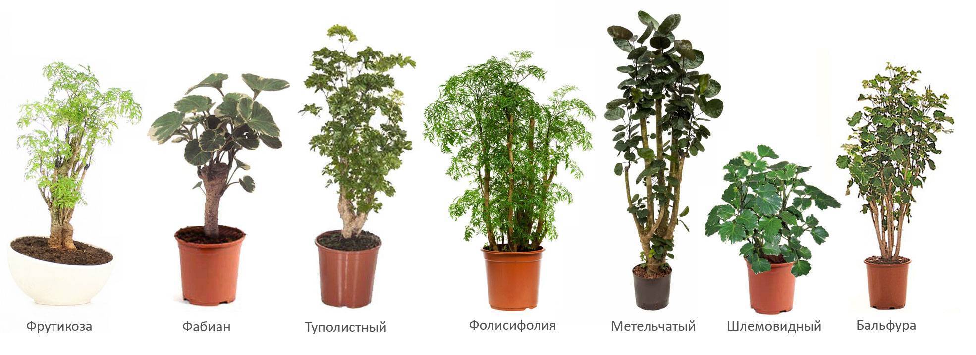 Полисциас - основные правила и требования к выращиванию растения своими руками (80 фото)