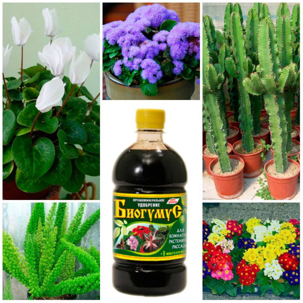 Чем подкармливать комнатные цветы в домашних условиях: что подходит для растений, подкормка с сахаром и удобрение из кофе, выбор органических средств