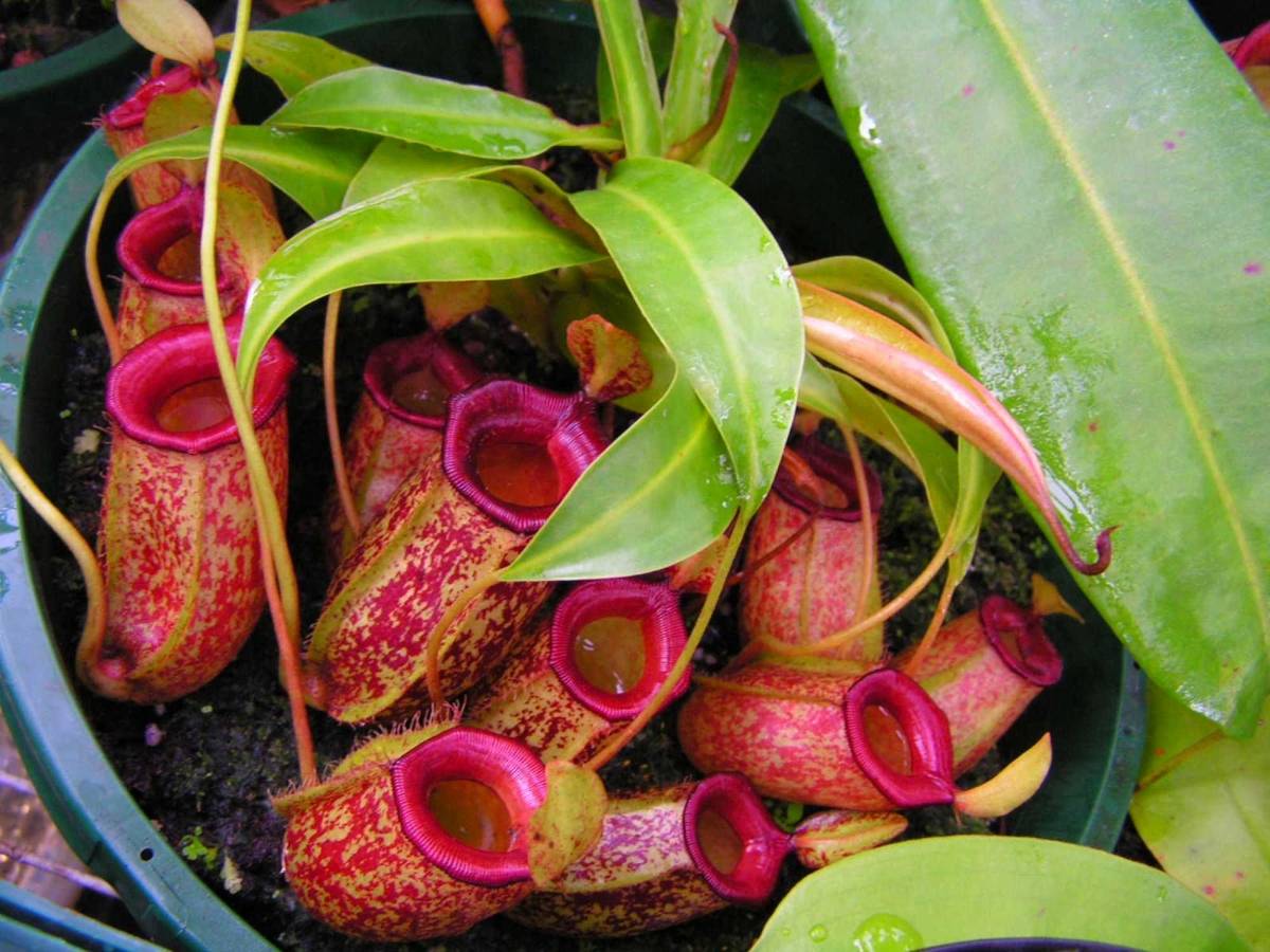 О видах растения непентес, уходе в домашних условиях: раджа, сангвинея, алата