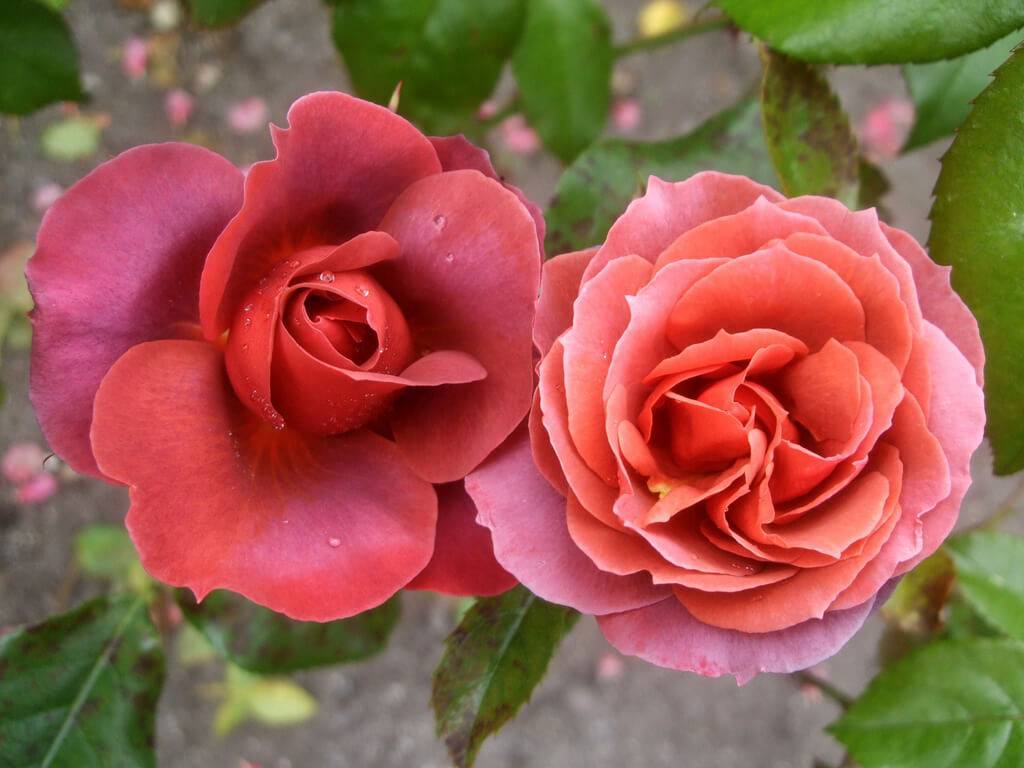 Розы шоколадного оттенка - дневник садовода flowersdi.ru