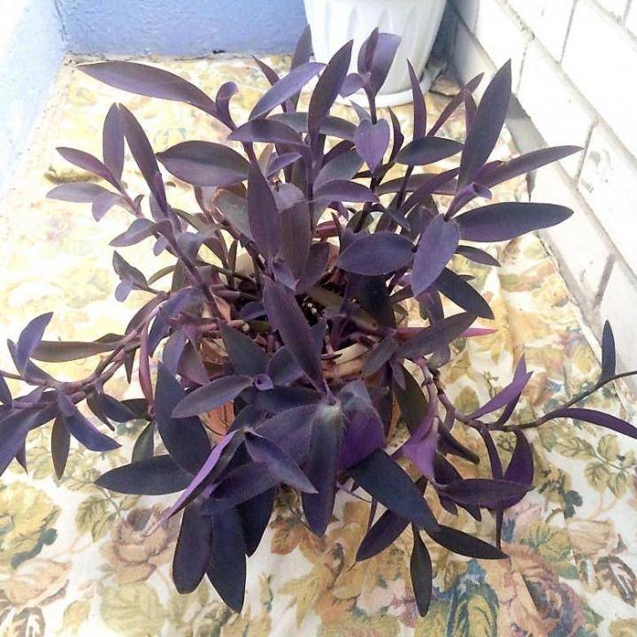 Сеткреазия пурпурная: посадка и уход в домашних условиях