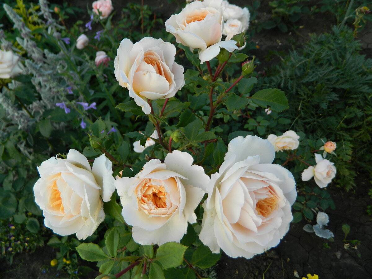Как правильно выращивать розу клэр остин, ее преимущества и недостатки