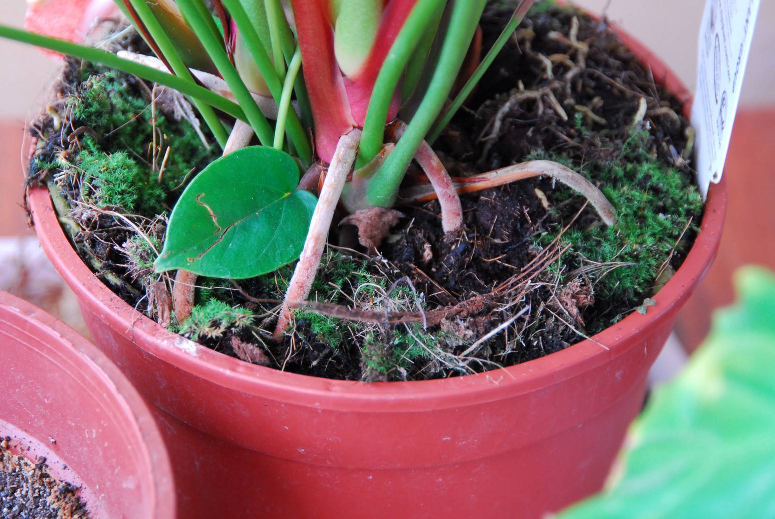 Аспидистра (100 фото): инструкция по уходу за растением в домашних условиях, правила полива