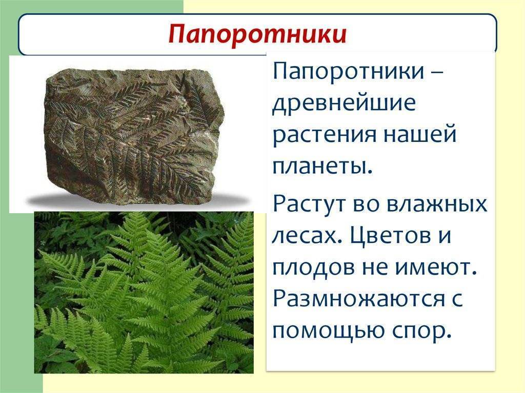 Садовые папоротники: виды, фото, названия, уход | natalyamanueva.ru