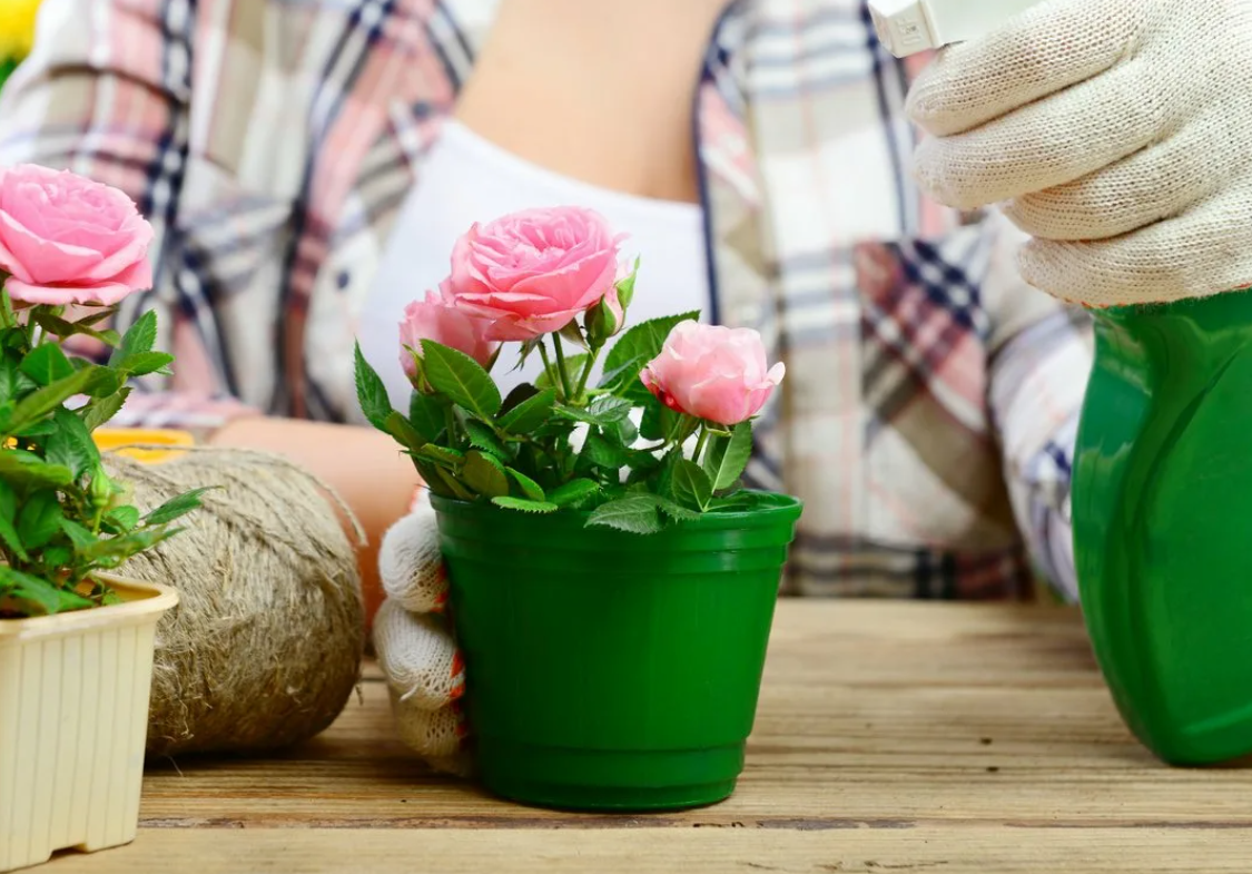 Чем подкормить комнатные цветы: виды удобрений, народные средства