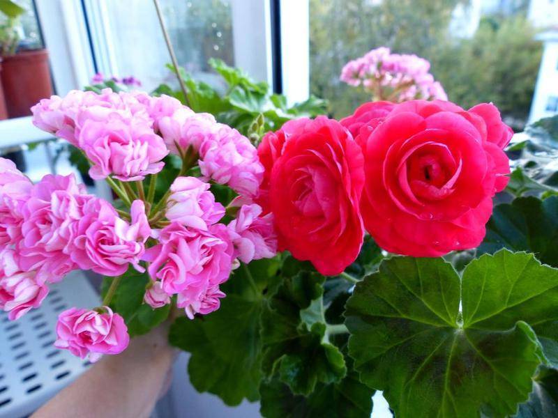 Вива розита пеларгония: фото цветка и другие виды растения, такие как пак каролина, маделина, правила по уходу и выращиванию, особенности размножениядача эксперт