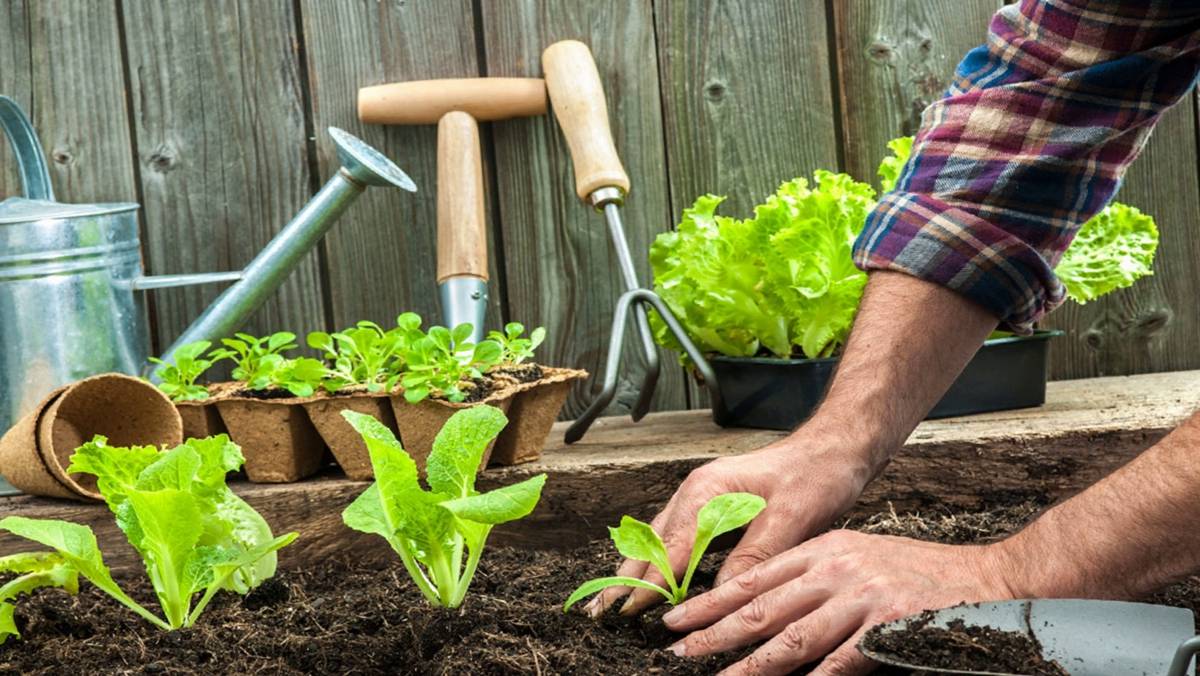 Как правильно покупать на рынке садовод и простые советы для экономии